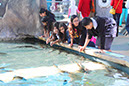2012_Aquarium_Pier%20(13)