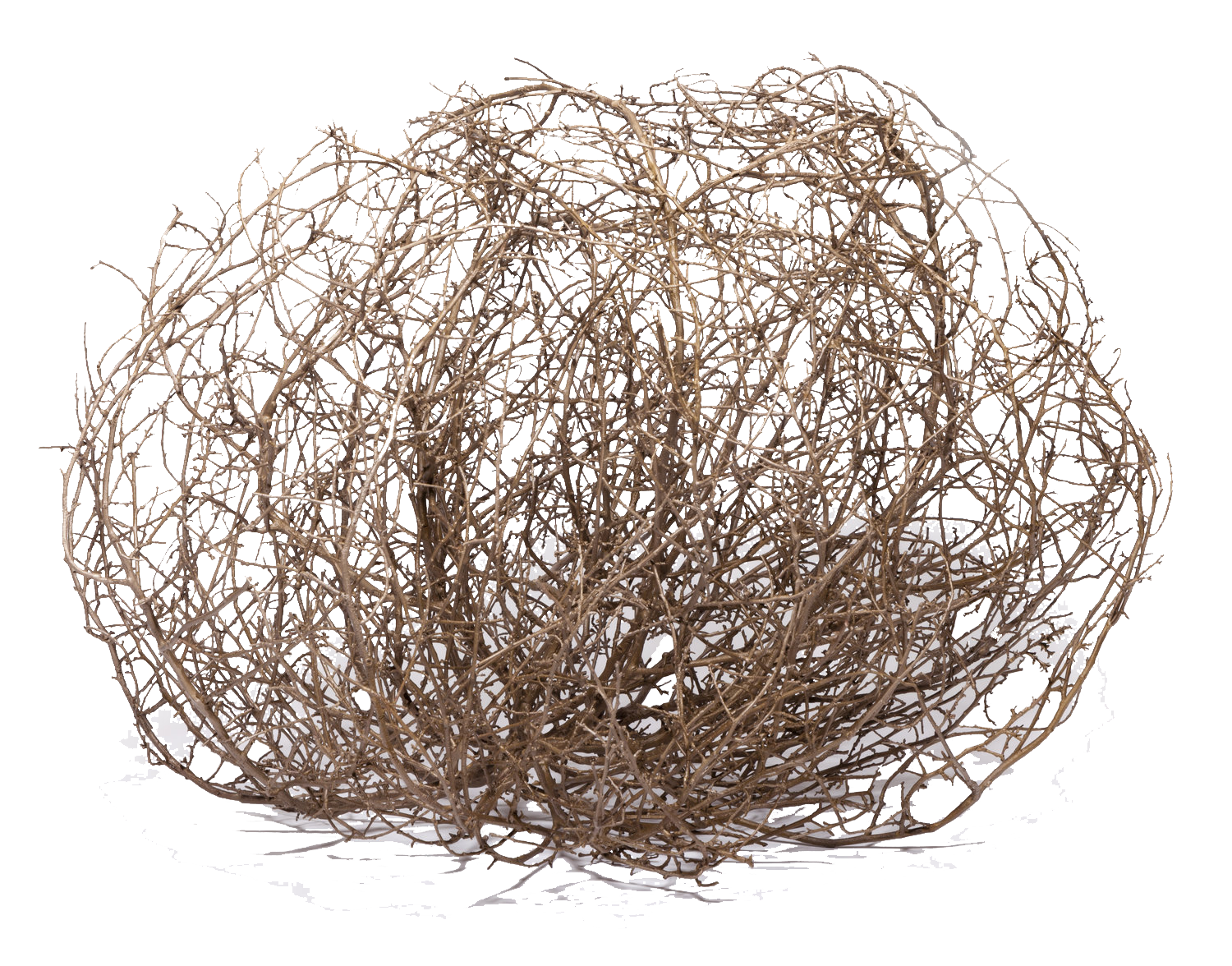 tumbleweed drifting across the desert